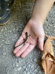 Ambystoma macrodactylum