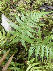 Cyathea