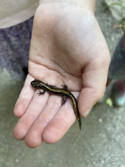Ambystoma macrodactylum