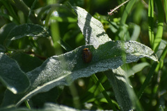Doryphorina