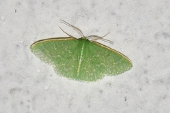 Synchlora