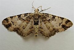 Pasiphila bilineolata