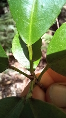 Croton verreauxii