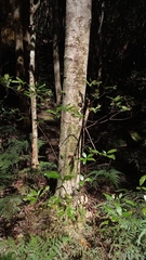 Croton verreauxii