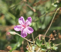 Geranium caespitosum