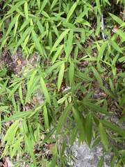 Microstegium vimineum