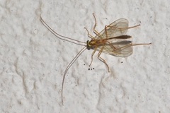 Enicospilus