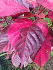 Acalypha wilkesiana