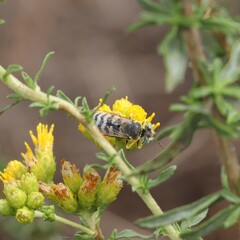Bembix americana comata