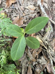 Vincetoxicum hirsutum