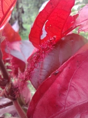 Acalypha wilkesiana