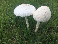 Saproamanita