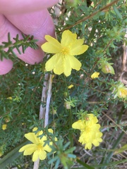 Hibbertia riparia