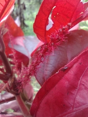 Acalypha wilkesiana