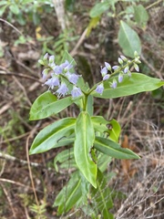 Veronica macrocarpa