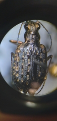 Opisthius richardsoni