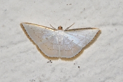 Leuciris