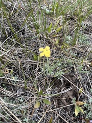 Lomatium