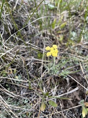 Lomatium