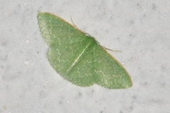 Synchlora