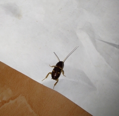 Periplaneta australasiae