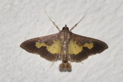 Diaphania