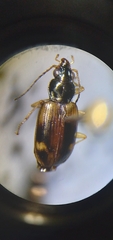 Bembidion corgenoma