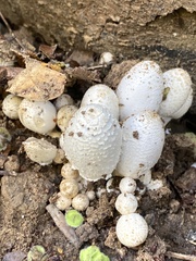 Coprinopsis variegata
