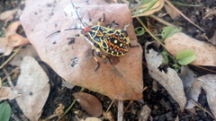 Pachylis laticornis