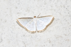 Leuciris