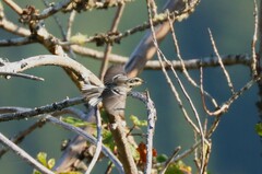 Setophaga nigrescens