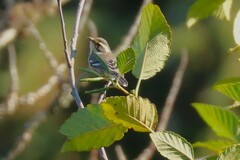 Setophaga nigrescens