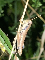 Melanoplus scudderi