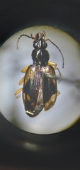 Bembidion corgenoma