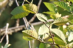 Setophaga nigrescens