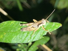 Melanoplus scudderi
