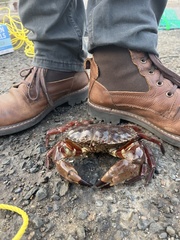 Romaleon antennarium