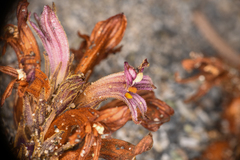 Aphyllon californicum