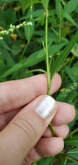 Persicaria hydropiper