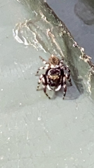Maratus