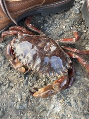 Romaleon antennarium