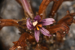 Aphyllon californicum