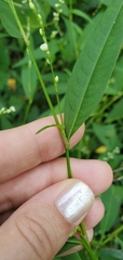 Persicaria hydropiper
