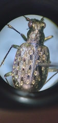 Opisthius richardsoni