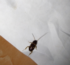 Periplaneta australasiae