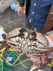 Romaleon antennarium