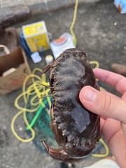 Romaleon antennarium