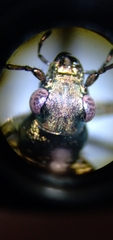 Opisthius richardsoni