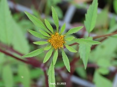 Bidens vulgata