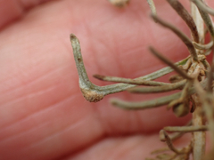 Aceria paracalifornica